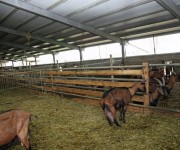 tecnicas-metalicas-construcciones-naves-metalicas-naves-ganaderas-agricolas-estructuras-metalicas-acero-galvanizado-naves-prefabricadas-02