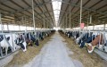 tecnicas-metalicas-construcciones-naves-metalicas-naves-ganaderas-agricolas-estructuras-metalicas-acero-galvanizado-naves-prefabricadas-03